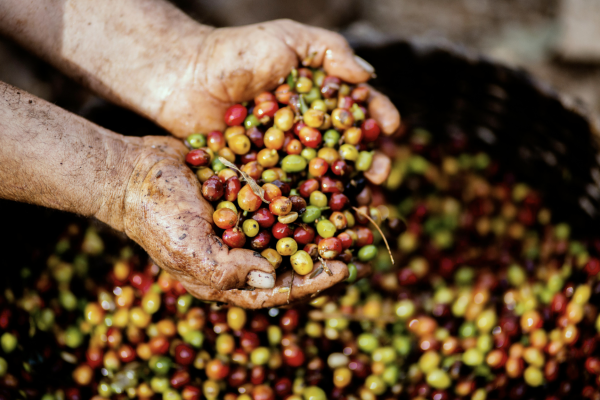 Café bio vs café classique : quelles différences, quels avantages ?